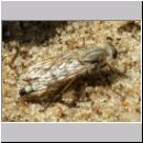 Acrosathe annulata - Stilettfliege w02.jpg